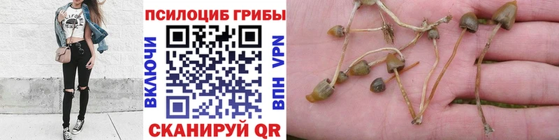 Галлюциногенные грибы GOLDEN TEACHER  Купить  Елизово 